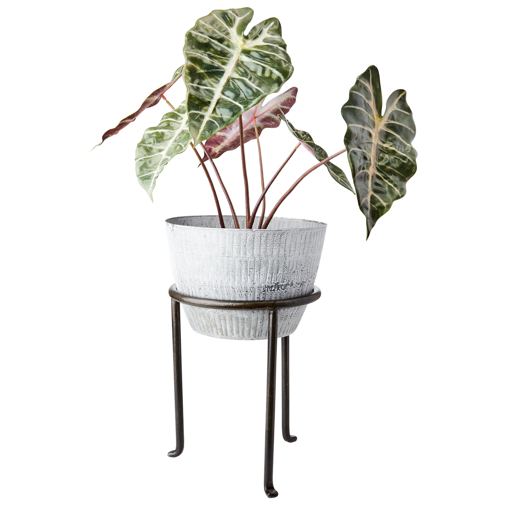 Medium Plant Stand