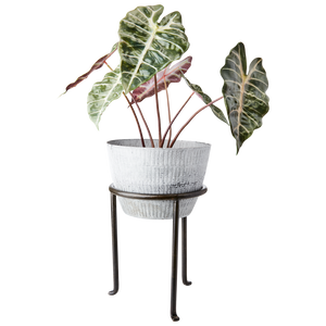 Medium Plant Stand