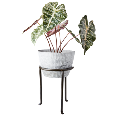 Medium Plant Stand