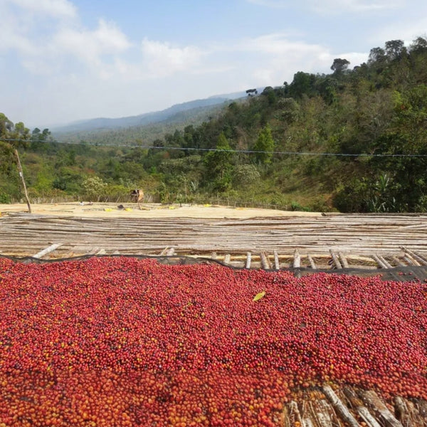 Luckie Beans Ethiopia Yirgacheffe Dumerso